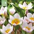 Tulipa bakeri Lilac Wonder: Bild 1/1