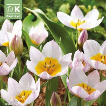 Tulipa bakeri Lilac Wonder
