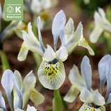 Iris Katharine Hodgkin - Schwertlilie