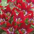 Tulipa Tiny Timo: Bild 1/1