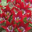 Tulipa Tiny Timo - Botanische Tulpe