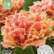 Tulipa Brisbane: Bild 1/1