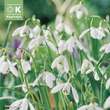 Galanthus nivalis: Bild 1/1