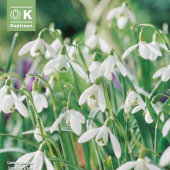 Galanthus nivalis