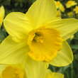 Narcissus Carlton: Bild 1/1