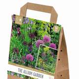 Cottage Garden Allium Mischung - Zierlauch