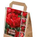 Tulpen Rot Shades - Tulpen-Mischung