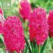 Hyacinthus Jan Bos: Bild 1/1