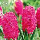 Hyacinthus Jan Bos - Hyazinthen