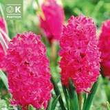 Hyacinthus Jan Bos - Hyazinthen