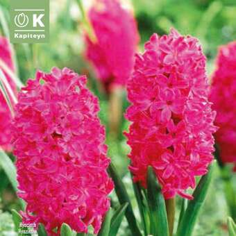 Hyacinthus Jan Bos