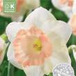 Narcissus British Gamble: Bild 1/1