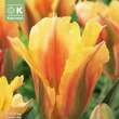 Tulipa Golden Artist: Bild 1/1