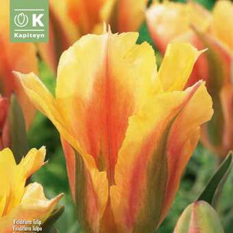 Tulipa Golden Artist