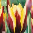 Tulipa Gavota: Bild 1/1