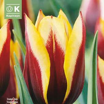 Tulipa Gavota