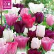 Perfect Combination Tulpen weiß/rosa/violett: Bild 1/1