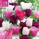 Perfect Combination Tulpen weiß/rosa/violett - Tulpen-Mischung
