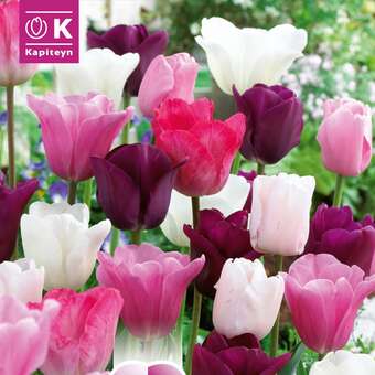 Perfect Combination Tulpen weiß/rosa/violett