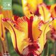 Tulipa Texas Flame: Bild 1/1