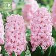 Hyacinthus Fondant: Bild 1/1