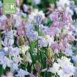 Hyacinthoides hispanica Mischung: Bild 1/1