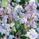 Hyacinthoides hispanica Mischung - Hasenglöckchen