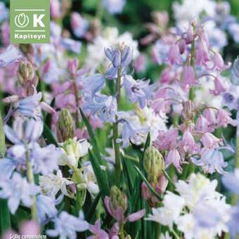 Hyacinthoides hispanica Mischung