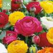 Ranunculus Mischung: Bild 1/1
