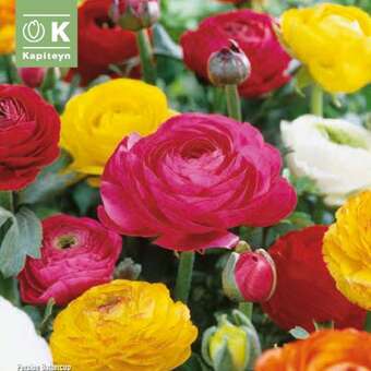 Ranunculus Mischung