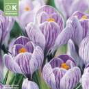 Crocus vernus 'Pickwick' - Krokus großblumig