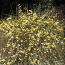 Jasminum nudiflorum - Winterjasmin