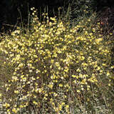 Jasminum nudiflorum - Winterjasmin