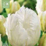 Tulipa White Parrot - Papagei-Tulpe