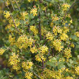 Ribes aureum - Gold-Johannisbeere