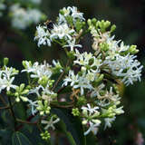 Heptacodium miconioides - Herbstjasmin