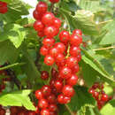 Ribes rubrum 'Rosetta' - Rote Ribisel