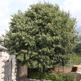 Celtis australis - Mittelmeer-Zürgelbaum