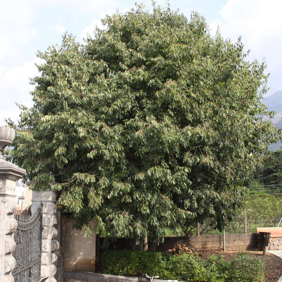 Celtis australis: Bild 1/6 Celtis australis: Bild 1/6