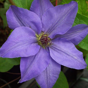 Clematis 'Sieboldii'