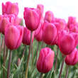Tulpe Lady van Eijk: Bild 1/1