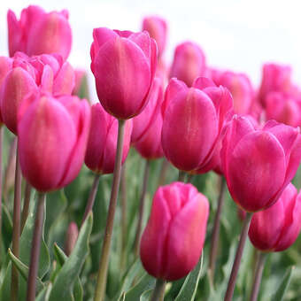 Tulpe Lady van Eijk