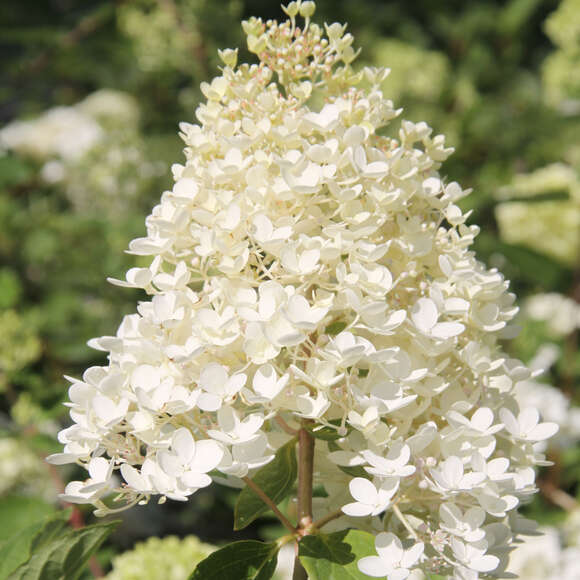 Hydrangea paniculata 'Grandiflora': Bild 1/3 Hydrangea paniculata 'Grandiflora': Bild 1/3