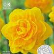 Narcissus Heamoor: Bild 1/1
