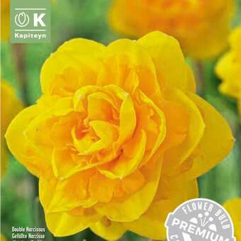 Narcissus Heamoor