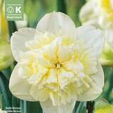 Narcissus Ice King - Narzisse