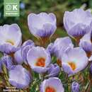 Crocus chrysanthus 'Blue Marlin' - Krokus botanisch