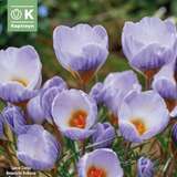 Crocus chrysanthus 'Blue Marlin' - Krokus botanisch