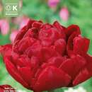 Tulipa Salcido - Gefülltblütige Tulpe