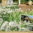 Cottage Garden The White Forest: Bild 2/2